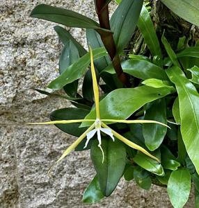 Epidendrum carpophorum