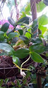 Epidendrum carpophorum