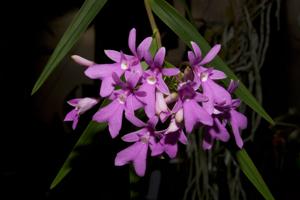 Epidendrum centropetalum