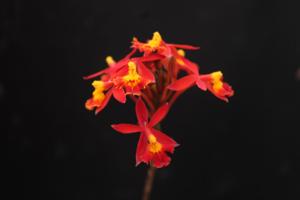 Epidendrum ibaguense