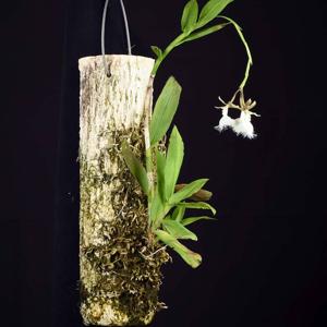 Epidendrum ilense