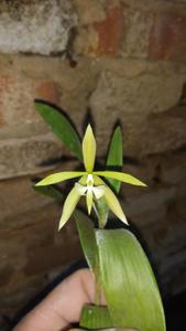 Epidendrum nocturnum