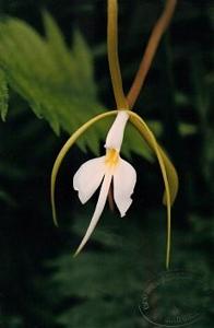 Epidendrum parkinsonianum