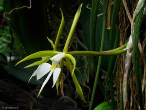 Epidendrum parkinsonianum