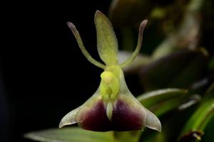 Epidendrum porpax