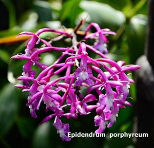 Epidendrum porphyreum