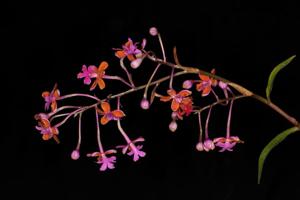 Epidendrum schweinfurthianum