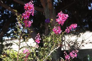 Epidendrum schweinfurthianum