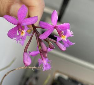 Epidendrum secundum