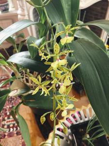 Epidendrum stamfordianum