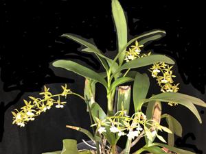 Epidendrum stamfordianum