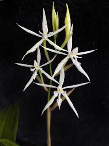 Epidendrum viviparum