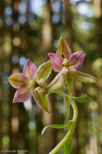 Epipactis helleborine subsp. helleborine