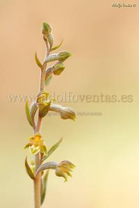 Epipactis microphylla