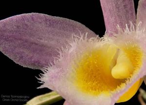 Dendrobium loddigesii