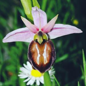 Ophrys sphegodes subsp. lycia
