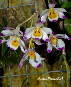 Dendrobium wardianum