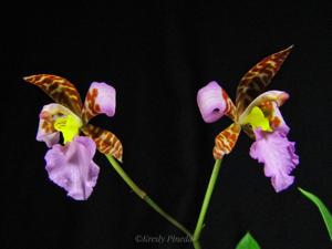 Rhynchostele ehrenbergii