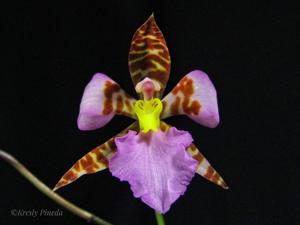 Rhynchostele ehrenbergii