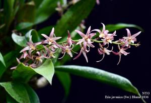 Eria javanica