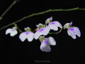 Ionopsis utricularioides