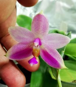 Phalaenopsis mentawaiensis