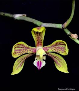 Phalaenopsis natmataungensis