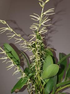 Stelis sclerophylla