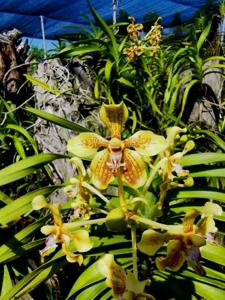 Vanda mindanaoensis