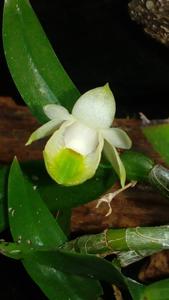 Dendrobium trinervium