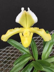 Paphiopedilum insigne var. sanderianum