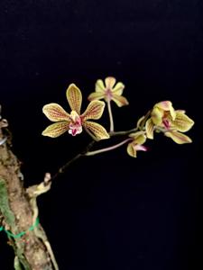 Phalaenopsis natmataungensis