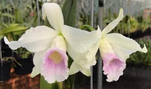 Cattleya purpurata var. russelliana