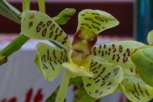 Trichoglottis guibertii