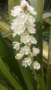 Cymboglossum cymbidiifolium