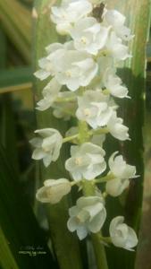 Cymboglossum cymbidiifolium