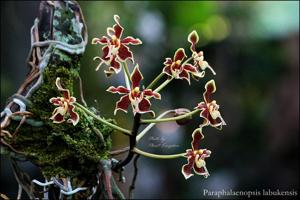 Paraphalaenopsis labukensis