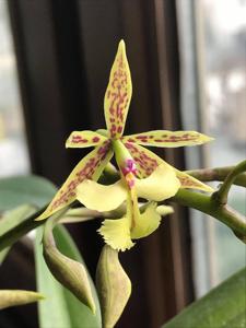 Epidendrum stamfordianum