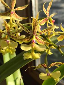 Epidendrum stamfordianum