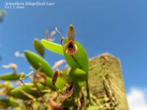 Acianthera klingelfusii