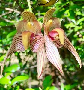 Bulbophyllum bicolor
