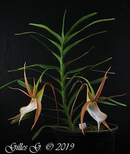 Angraecum viguieri