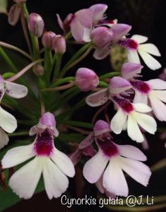 Cynorkis angustipetala