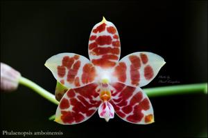 Phalaenopsis amboinensis