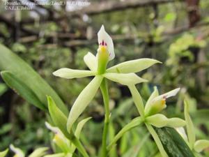 Prosthechea calamaria