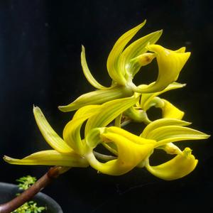 Mormodes tapoayensis