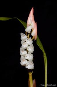 Coelogyne dentiloba