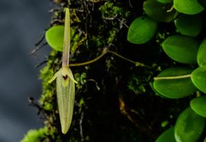Barbosella cogniauxiana