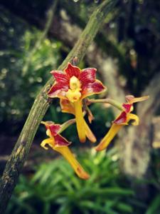 Dendrobium panduriferum
