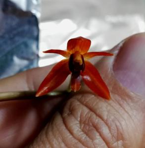 Coelogyne longirachis